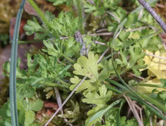 Ranunculus gracilis
