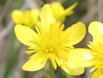 Ranunculus gracilis