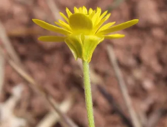 Ranunculus gracilis