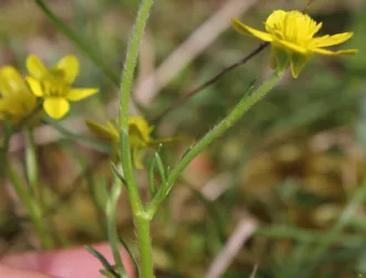 Ranunculus gracilis