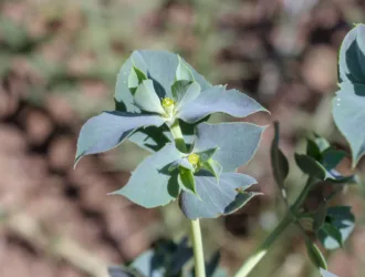 Euphorbia aleppica