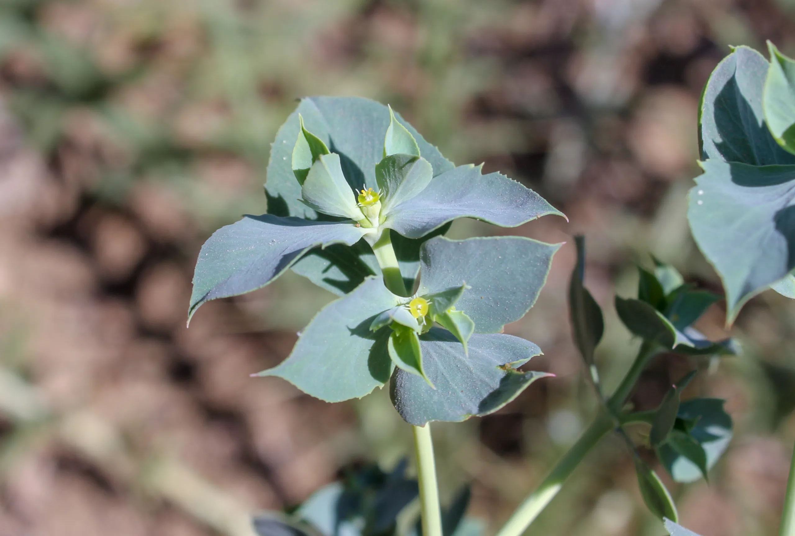 Euphorbia aleppica