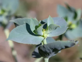 Euphorbia aleppica
