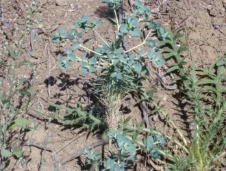 Euphorbia aleppica
