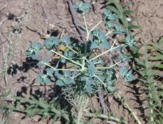 Euphorbia aleppica