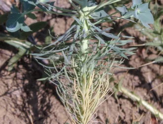 Euphorbia aleppica