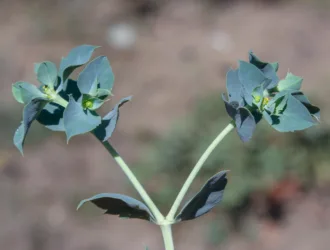 Euphorbia aleppica