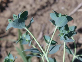 Euphorbia aleppica