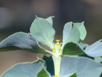 Euphorbia aleppica