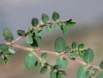 Euphorbia prostrata