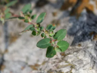 Euphorbia prostrata