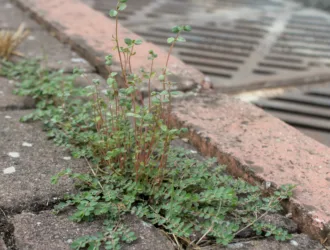 Euphorbia prostrata