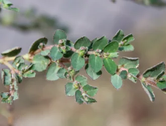 Euphorbia prostrata