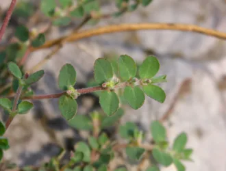 Euphorbia prostrata