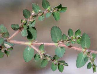 Euphorbia prostrata