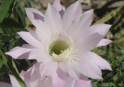 Echinopsis oxygona