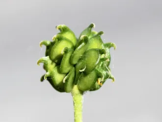 Ranunculus constantinopolitanus
