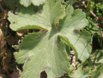 Ranunculus constantinopolitanus