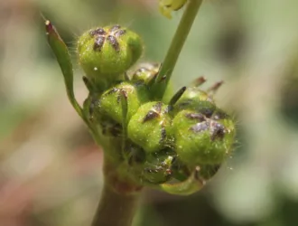 Ranunculus constantinopolitanus