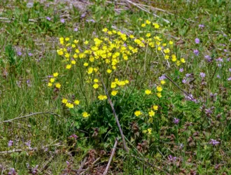 Ranunculus constantinopolitanus
