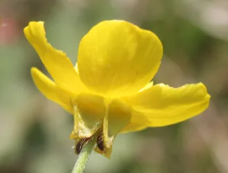 Ranunculus constantinopolitanus