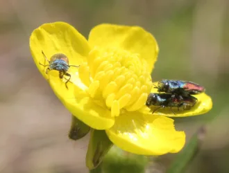 Ranunculus constantinopolitanus
