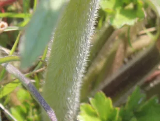 Ranunculus constantinopolitanus