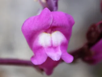 Antirrhinum tortuosum