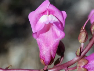 Antirrhinum tortuosum