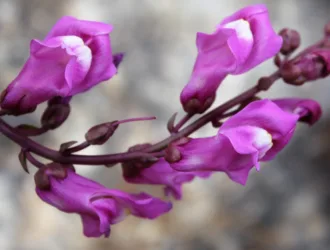 Antirrhinum tortuosum