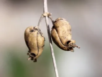 Antirrhinum tortuosum