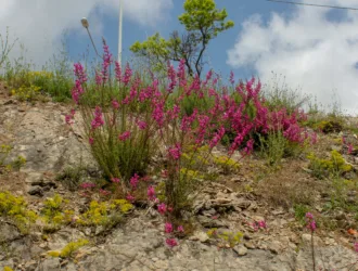 Antirrhinum tortuosum