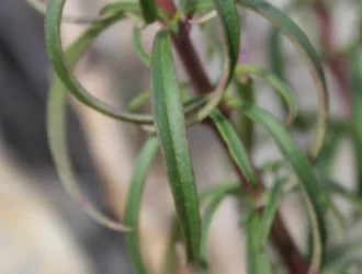 Antirrhinum tortuosum