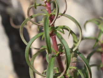 Antirrhinum tortuosum