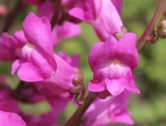 Antirrhinum tortuosum