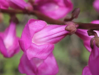 Antirrhinum tortuosum