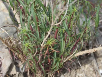 Antirrhinum tortuosum