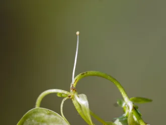 Callitriche stagnalis