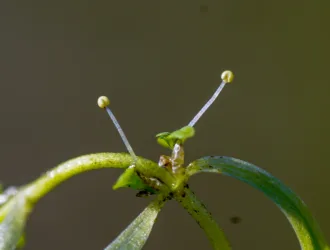 Callitriche stagnalis