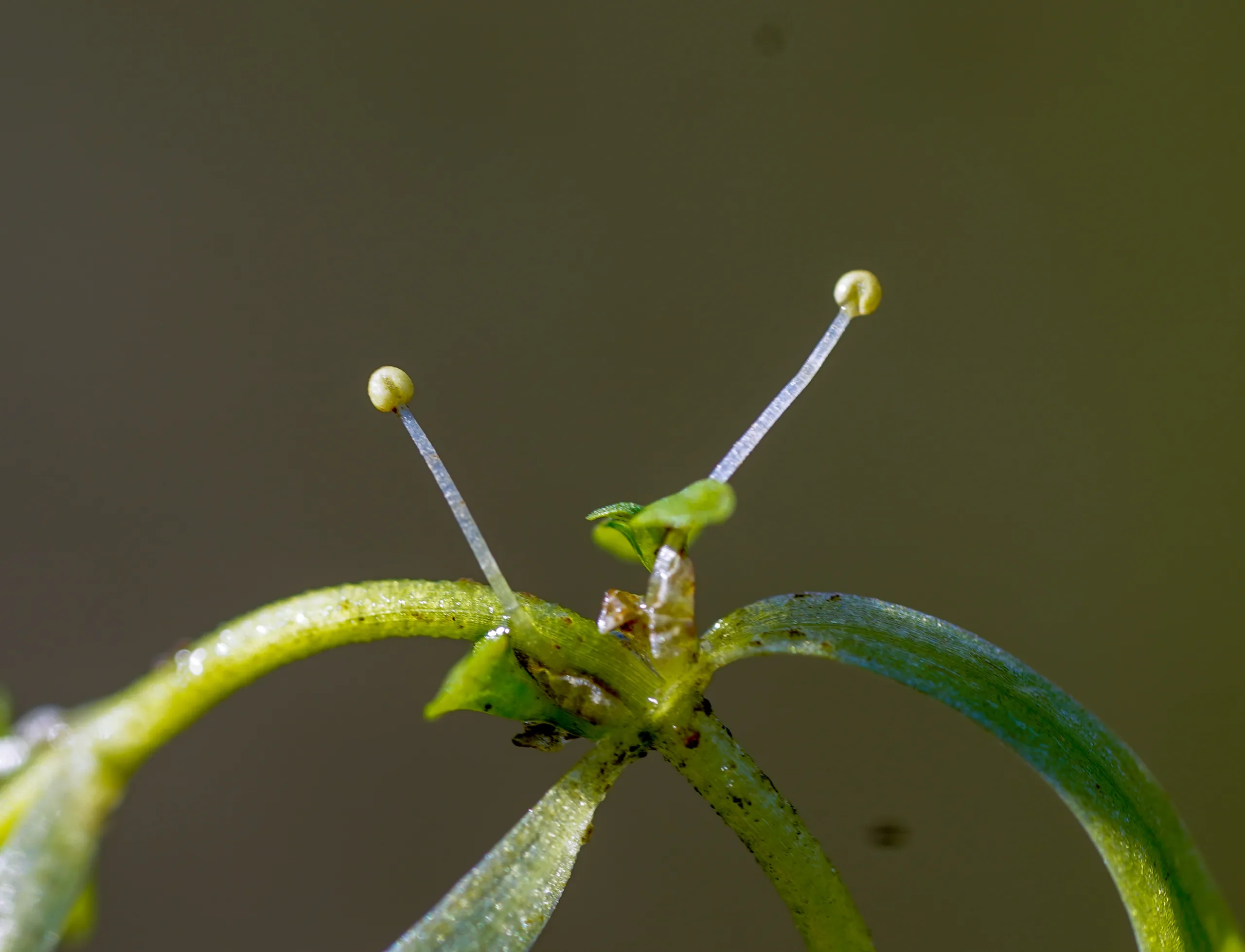 Callitriche stagnalis