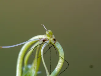 Callitriche stagnalis