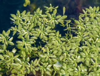 Callitriche stagnalis