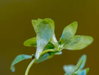 Callitriche stagnalis