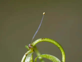Callitriche stagnalis
