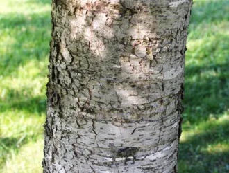 Cedrus atlantica
