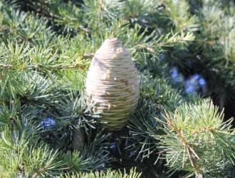 Cedrus atlantica