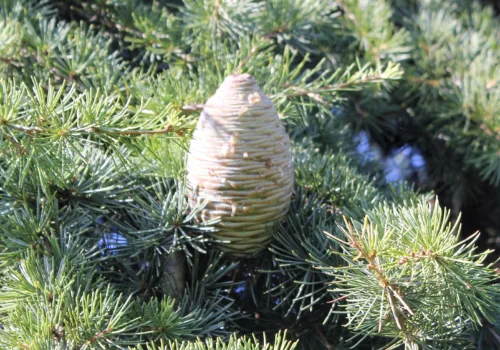 Cedrus atlantica
