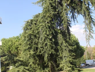 Cedrus atlantica