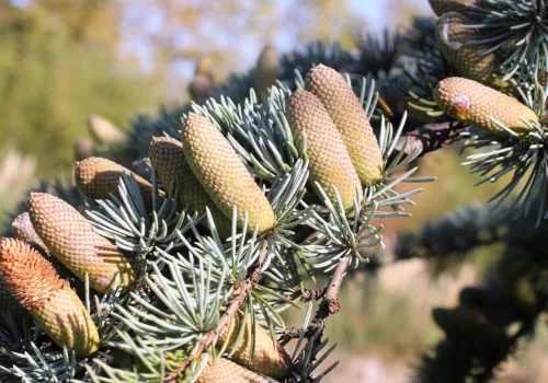 Cedrus deodara