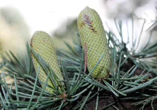 Cedrus deodara